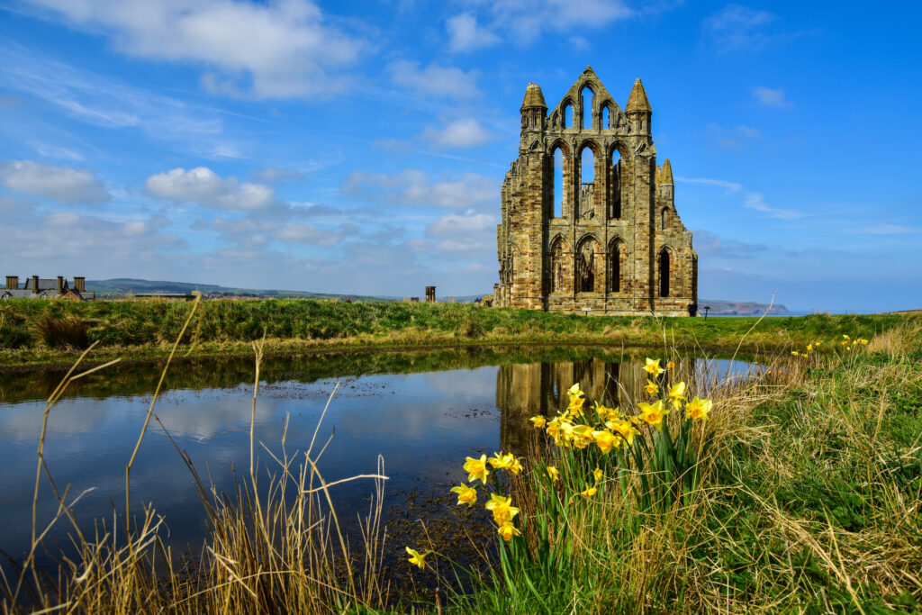 Scenic view of Whitby Abbey with blooming daffodils by the reflective pond in England, UK, perfect for cultural tourism and historical exploration