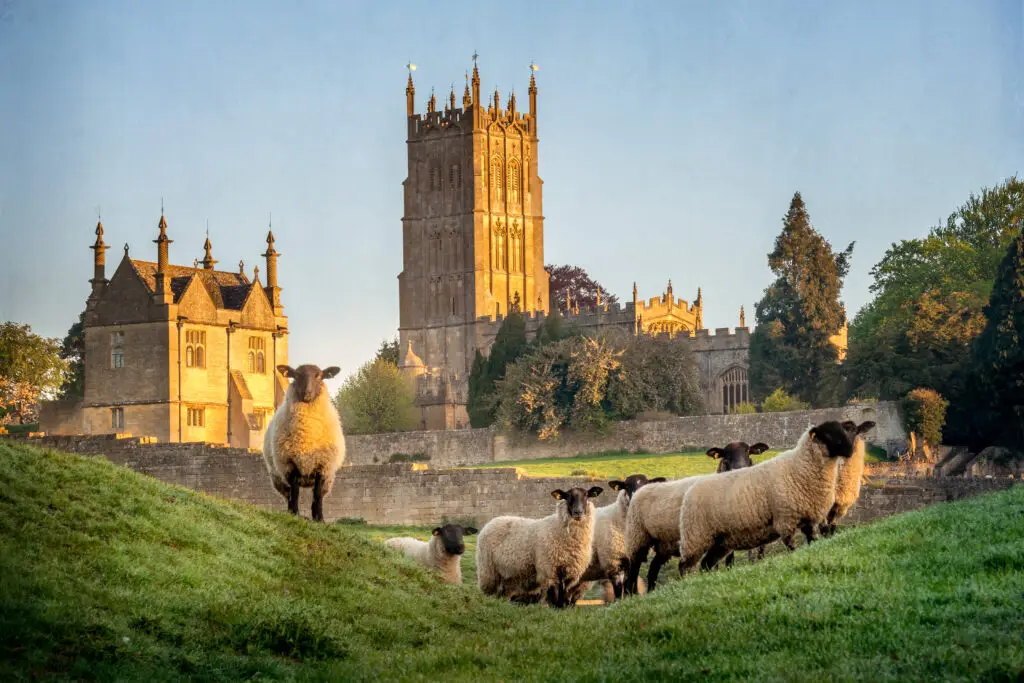 Cotswold sheep grazing in a lush green field near Chipping Campden, Gloucestershire, with a view of the historical church in the background during golden hour.